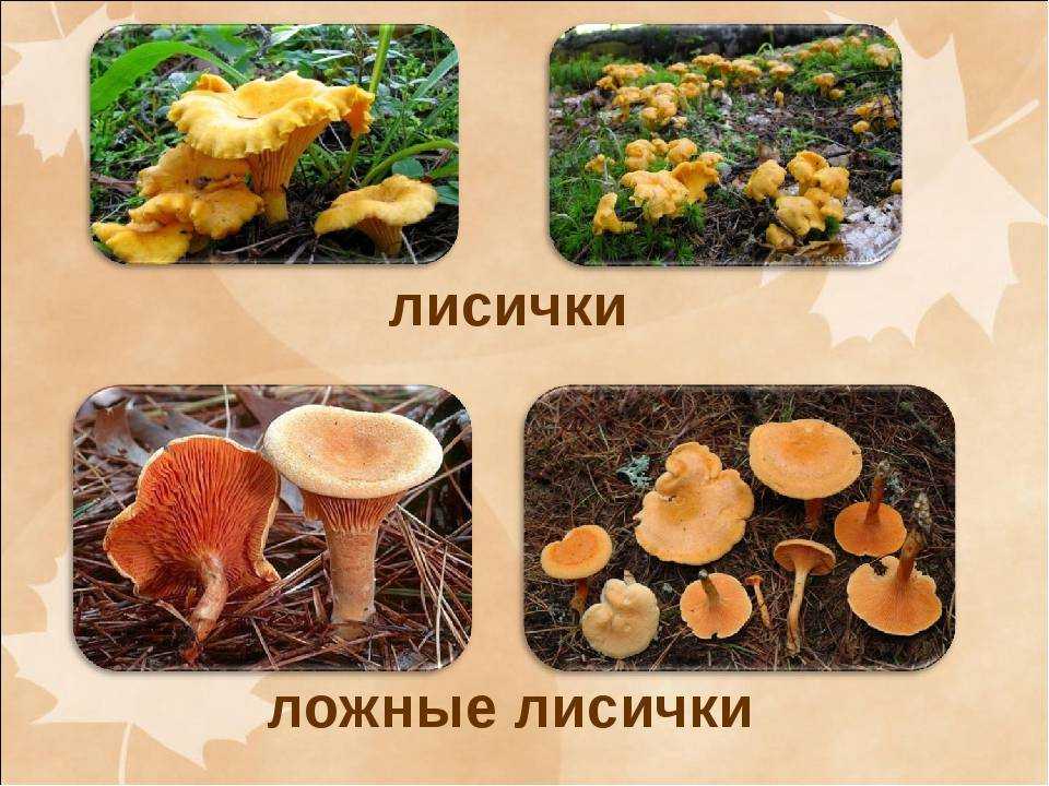 Грибы лисички где и в какое время растут. фото и описание.