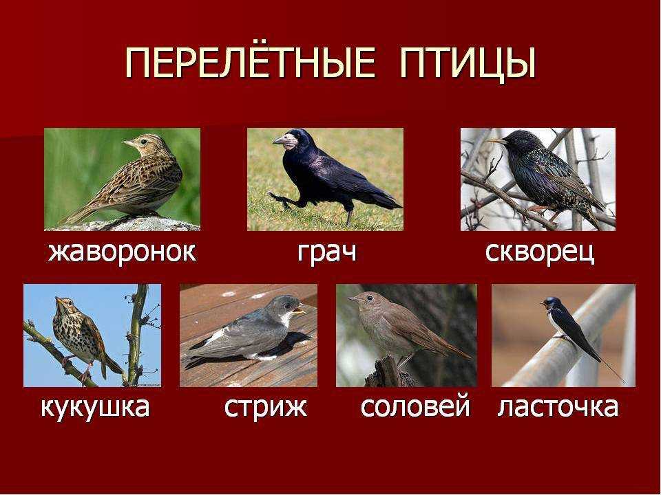 Конспект нод для детей старшего дошкольного возраста «классификация птиц по типу питания» (7 фото). воспитателям детских садов, школьным учителям и педагогам - маам.ру