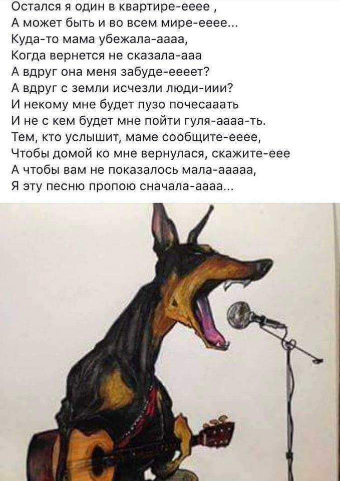 5 быстрых методов отучить собаку выть | звери дома
