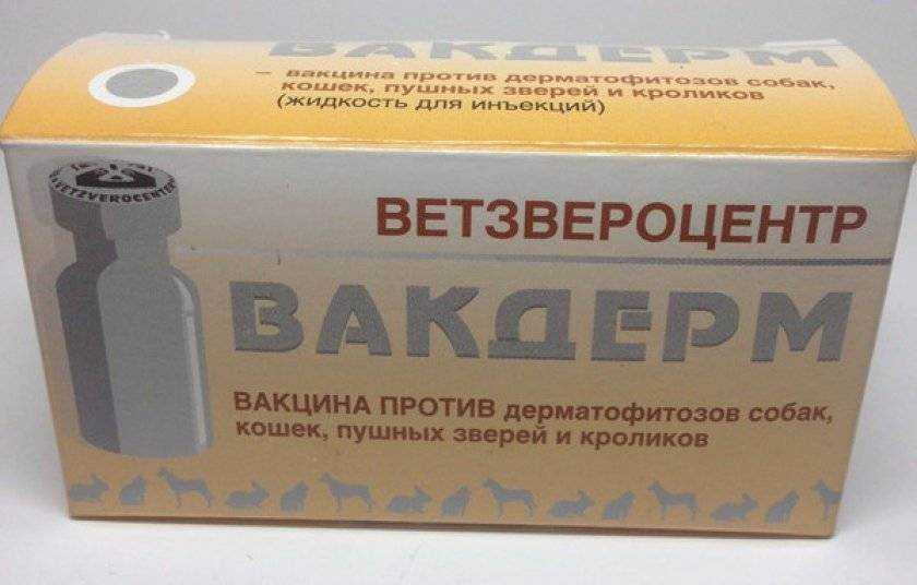 Стригущий лишай у кошек: как выглядит, чем лечить и фото первых признаков появления заболевания