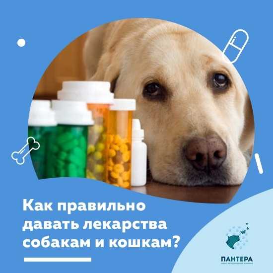 Можно ли кошкам аскорбиновую кислоту