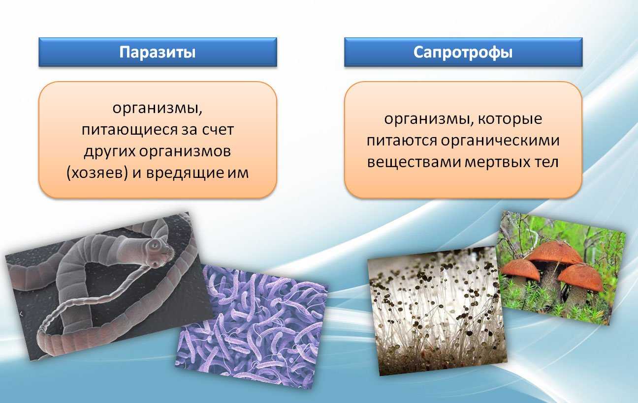 ✅ плесневые грибы это сапротрофы - питомник46.рф