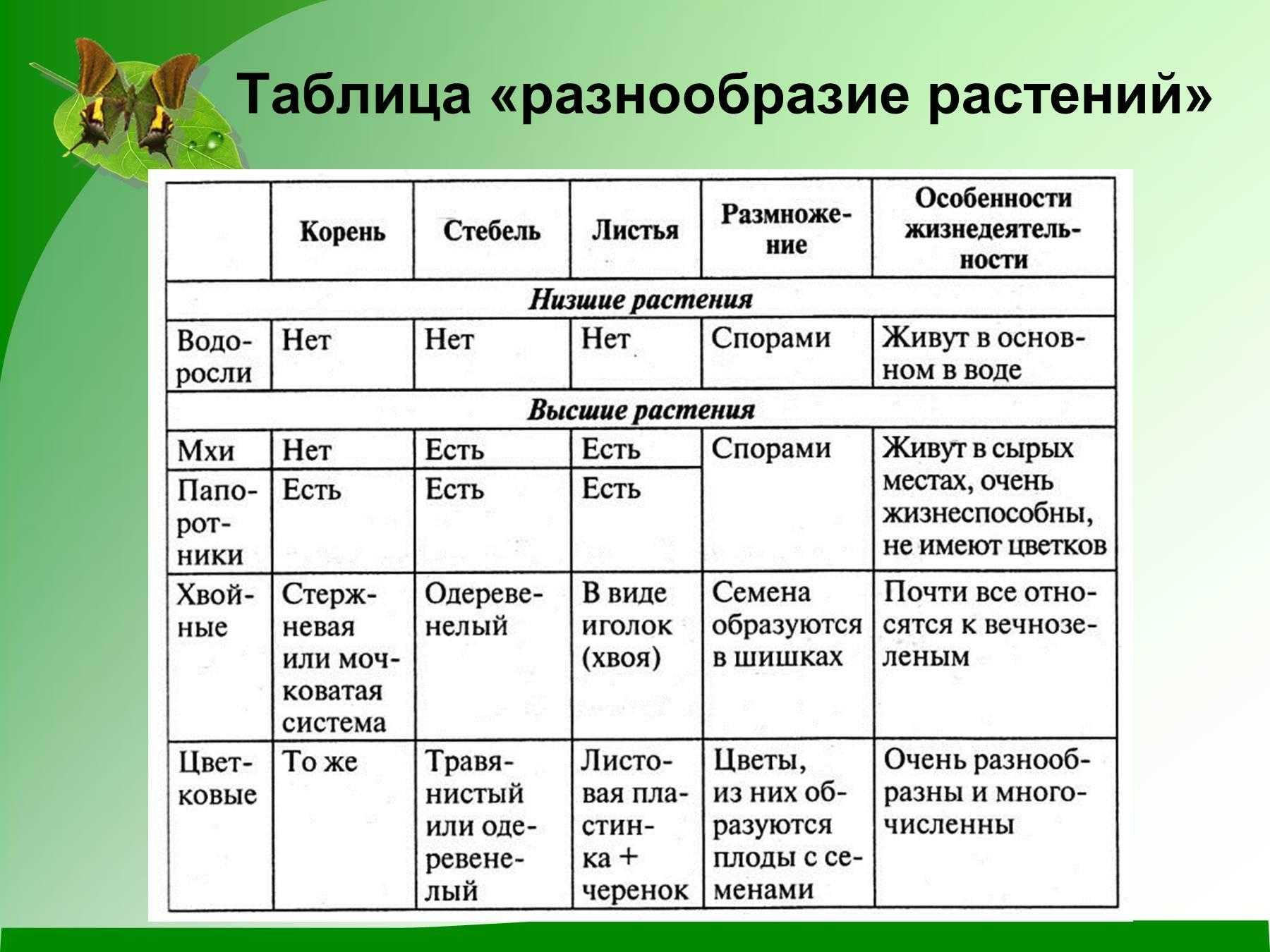 Строение мхов и водорослей — сходства и сопряжения