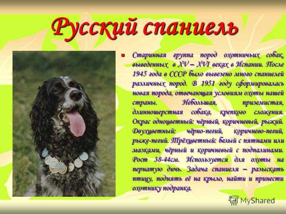 Подходящие клички для собак в зависимости от породы