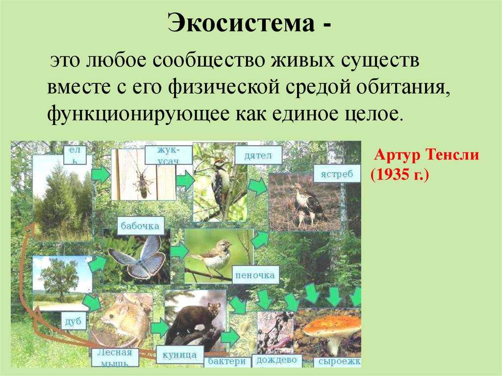 Тропические леса амазонки - красивые места планеты