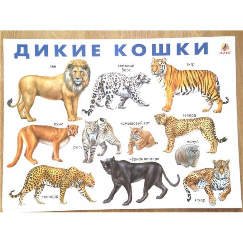 Хищные звери на сайте игоря гаршина. псовые, кошачьи, ластоногие