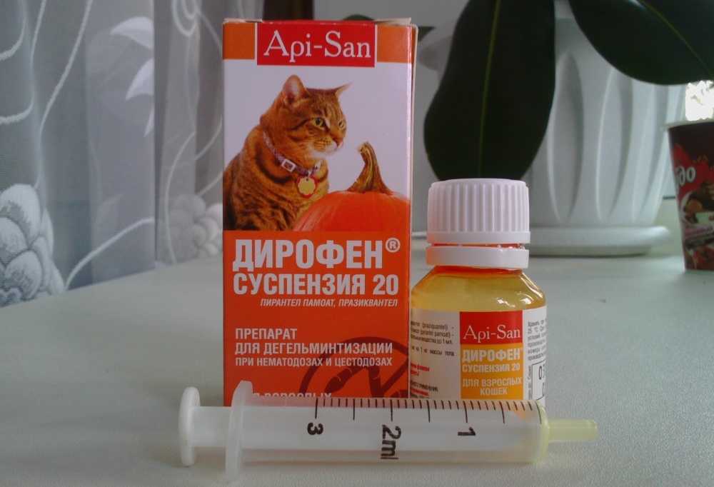 Обезболивающие для кошек в домашних условиях: разрешенные препараты