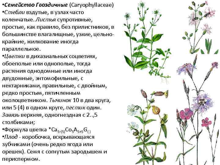 все про род гвоздичных растений Характеристика семейства гвоздичных Семена гвоздичных растений Травянистые растения семейства гвоздичных Презентация и доклад