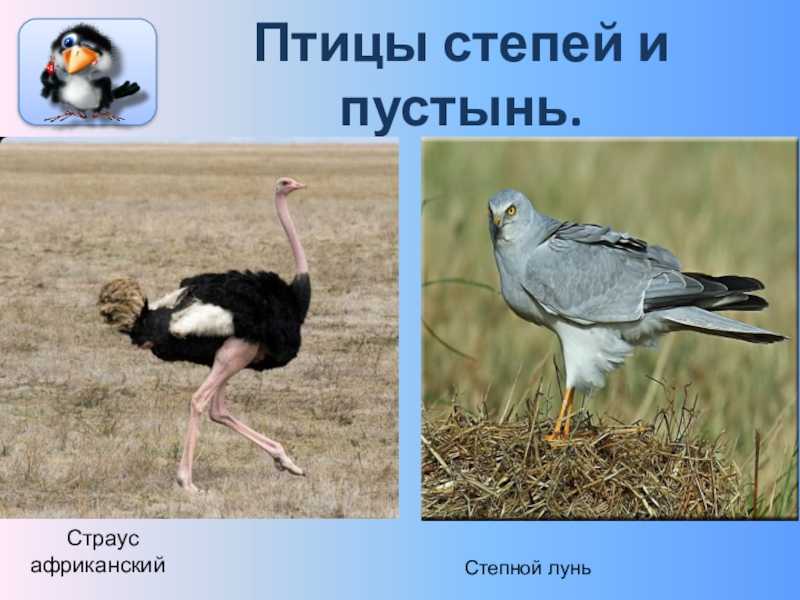 Птицы степи 4 класс окружающий мир сообщение