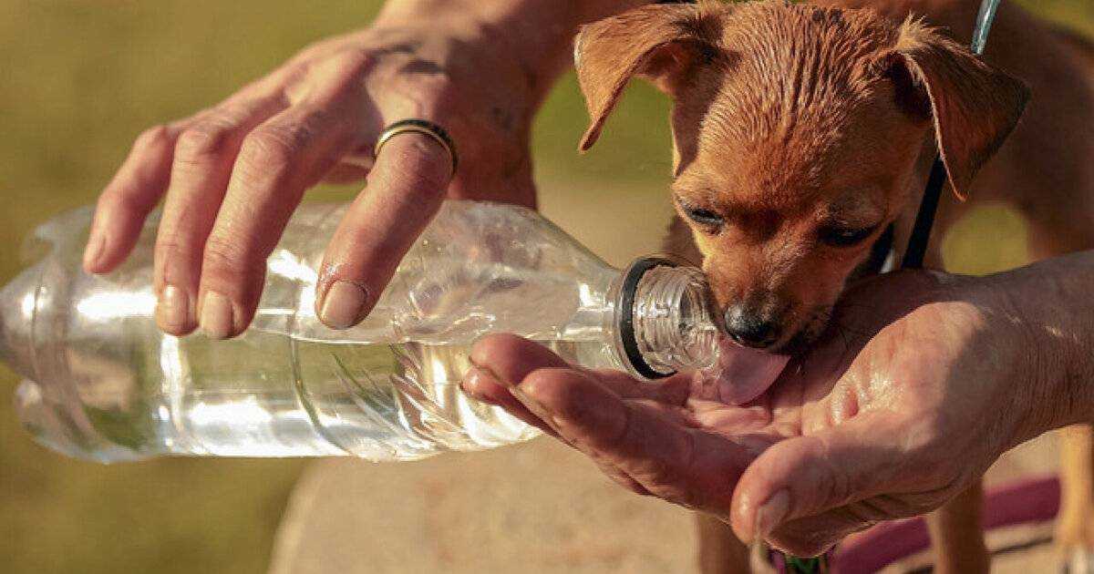 Нормы потребления воды для здоровья вашей собаки