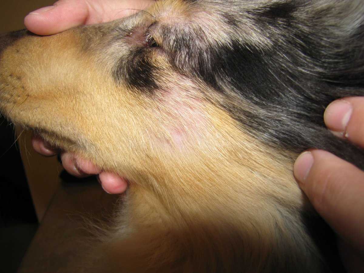 Демодекоз у собак - пути заражения подкожным клещом, симптомы, диагностика, лечение и профилактика
