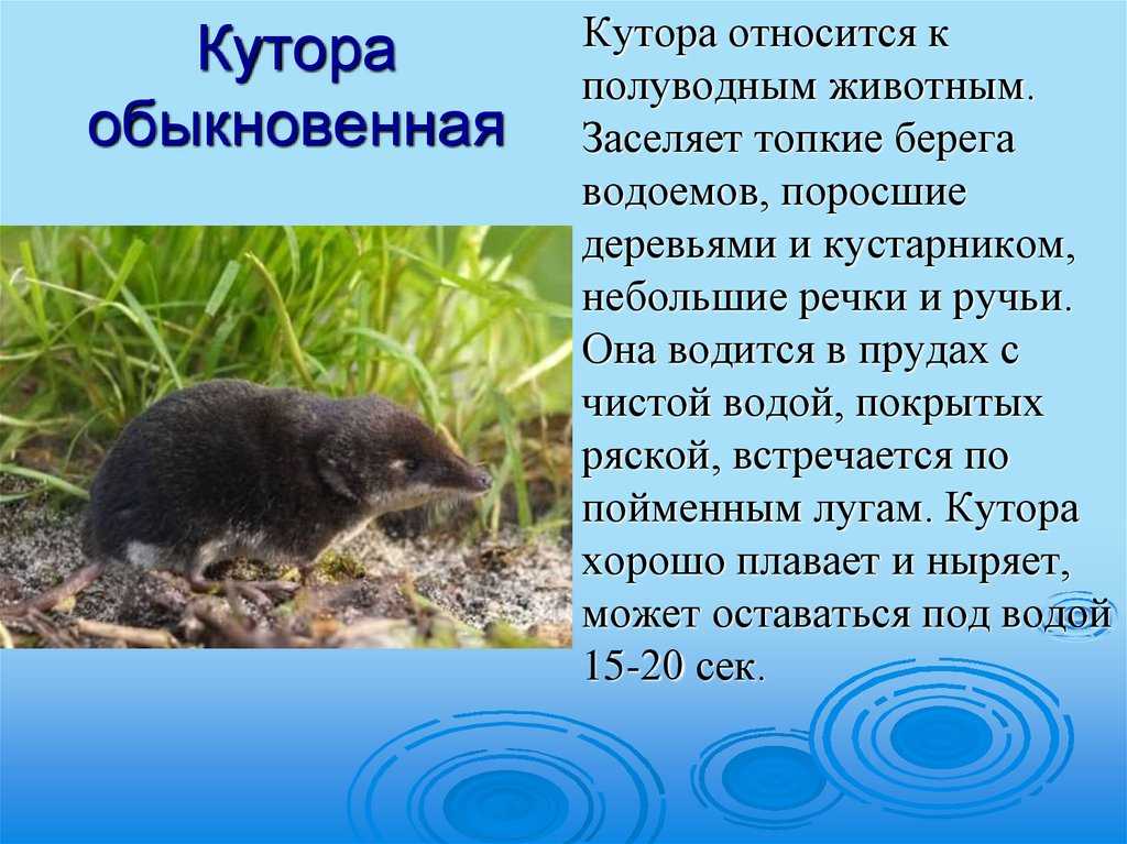 Бурозубки обыкновенные, гигантские и крошечные — описание и фото