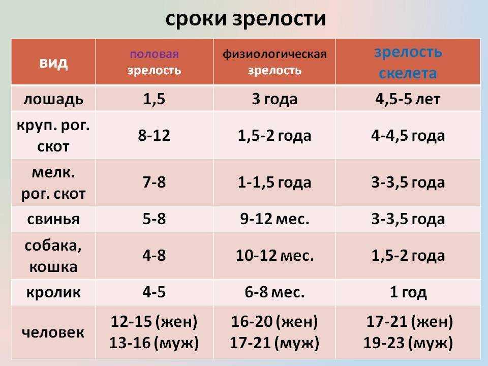 Когда можно вязать кошку после родов: мнение специалистов | ваши питомцы
