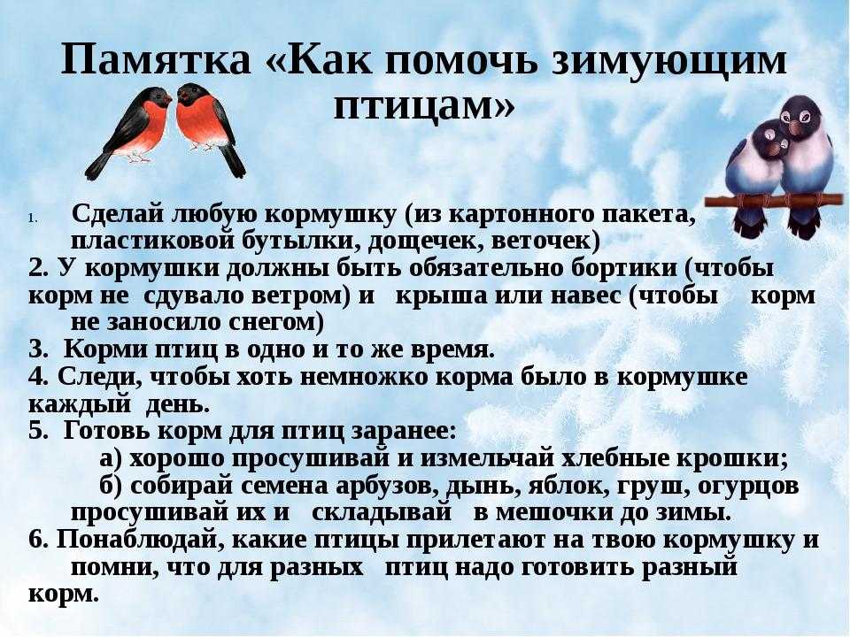 Животные ивановской области: разнообразие и особенности