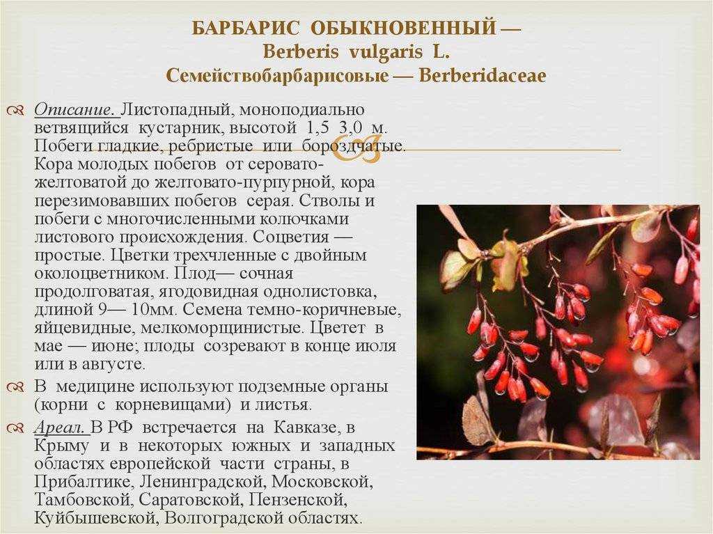 Барбарис: посадка и уход, размножение, свойства, фото