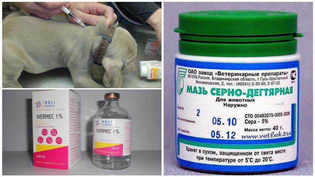 Лечение подкожного клеща у собаки в домашних условиях: симптомы
