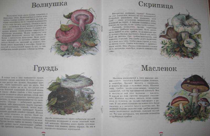 Несъедобные грибы - названия, фото и описания ядовитых грибов