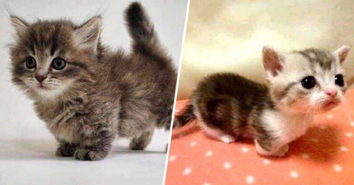 Маленькие кошки: топ-10 самых маленьких кошек, фото кошек миниатюрных пород