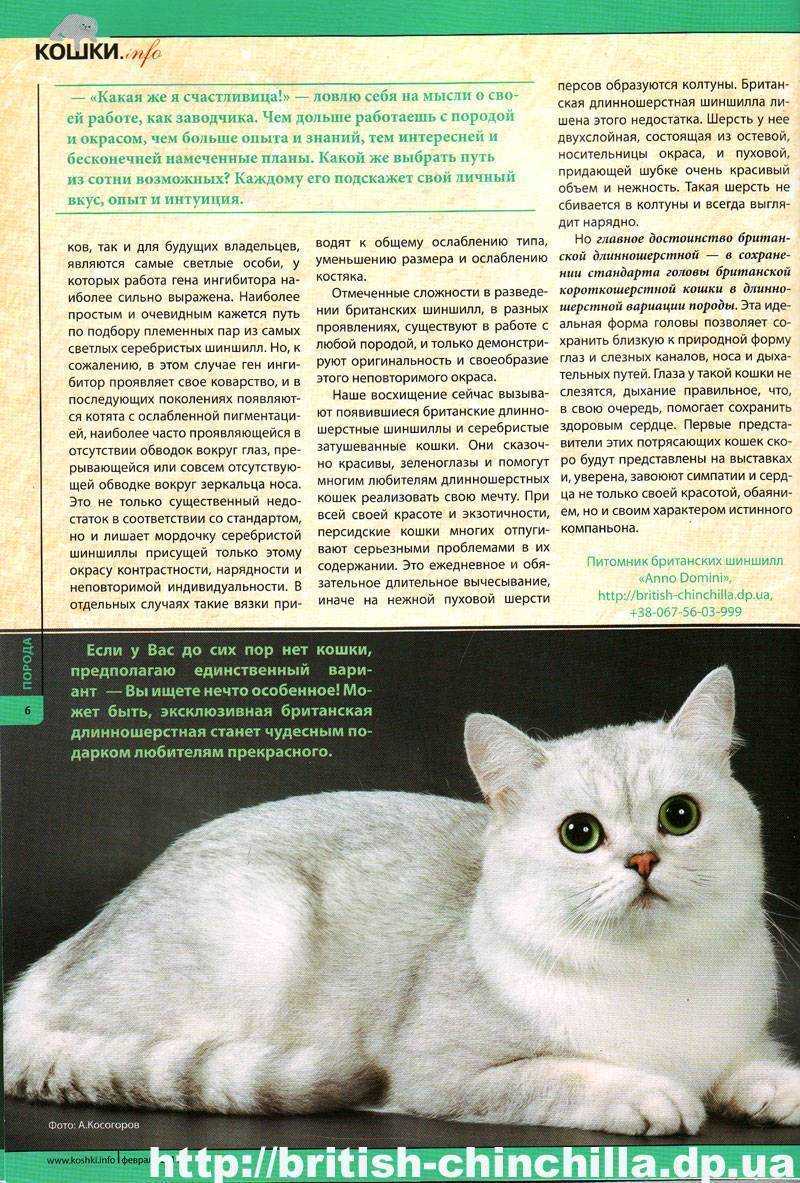 Британская золотая шиншилла - zoohome