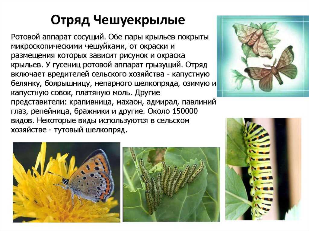 Характеристика отряда чешуекрылых и его основных семейств. отряд бабочки: размножение, питание, строение и основные подвиды чешуекрылые виды