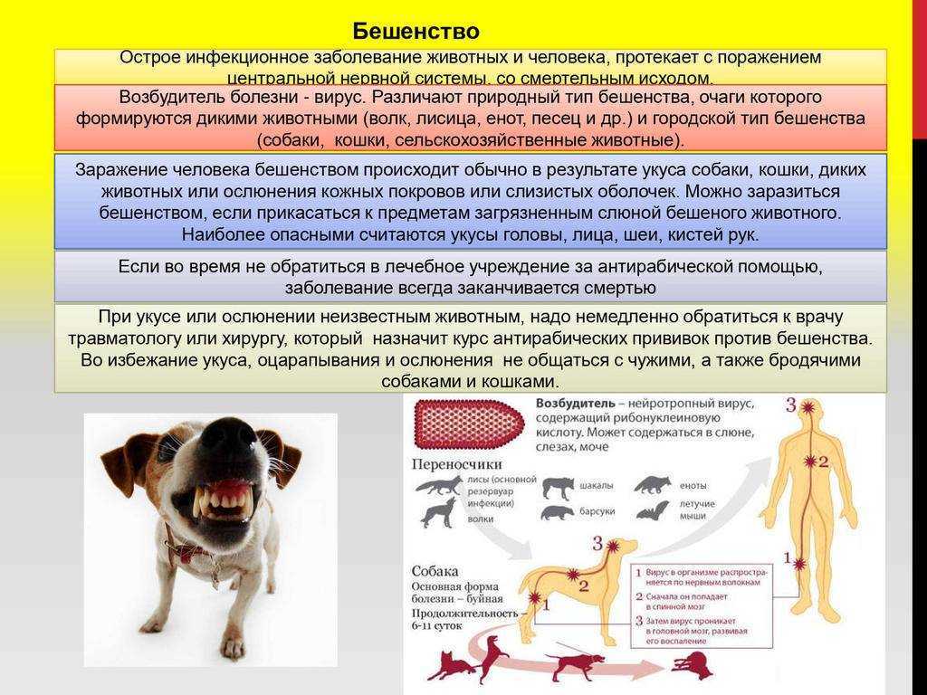 Распространённые вирусные инфекции у собак | блог ветклиники "беланта"