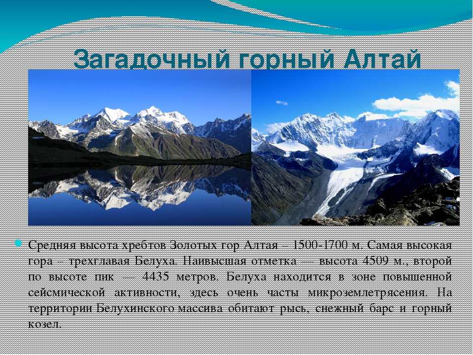 Птицы алтайского края: названия, описание с фото, классификация, характеристика видов, ареал обитания, взращивание птенцов и жизненный цикл - reallydream