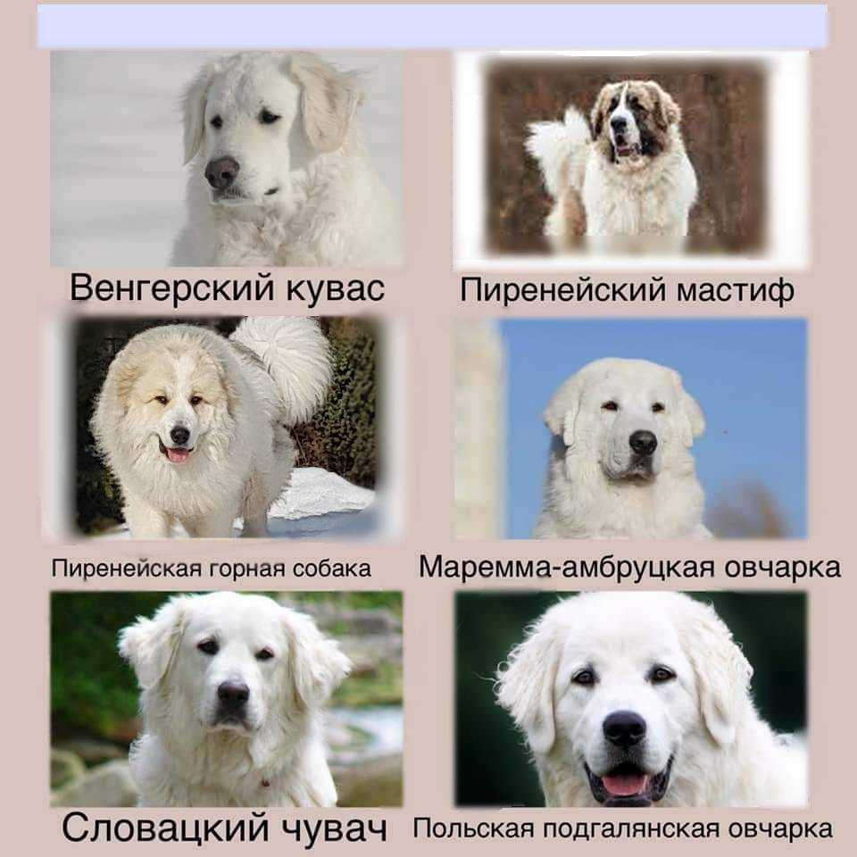 Словацкий копов (гончая) « екатерина шамурина, услуги хендлера в санкт-петербурге, +7(921)3220092