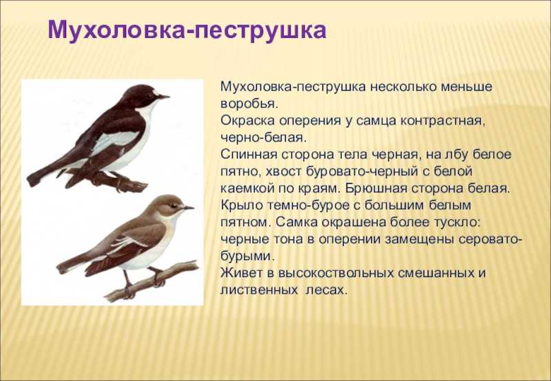 Птица мухоловка: среда обитания, образ жизни, рацион