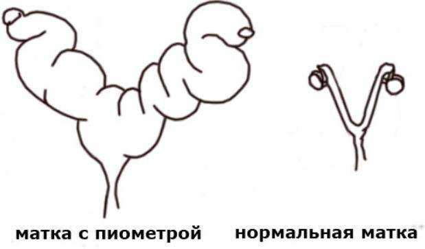 Пиометра у животных - лечение, основные причины и симптомы