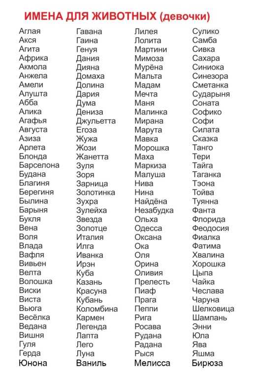 Имена и клички для котов-мальчиков