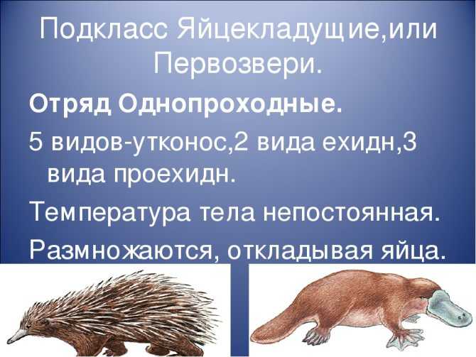Однопроходные млекопитающие (яйцекладущие)