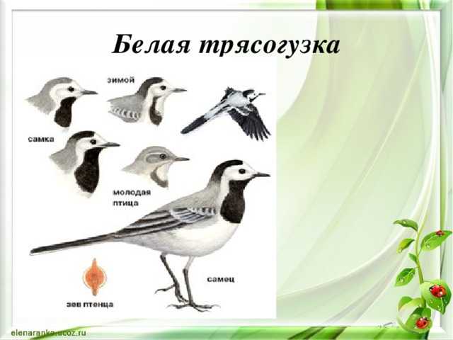 Трясогузка 🔥 описание птицы, особенности, виды, образ жизни