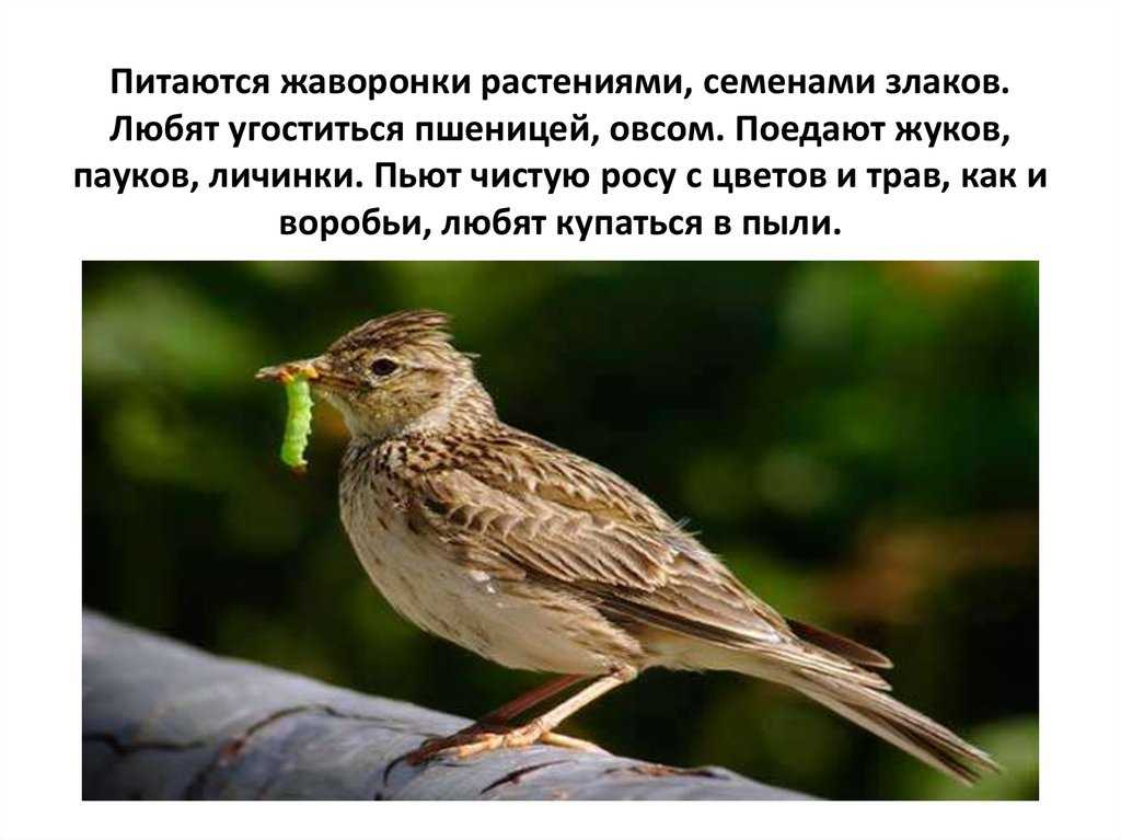 Интересные факты про жаворонка | vivareit