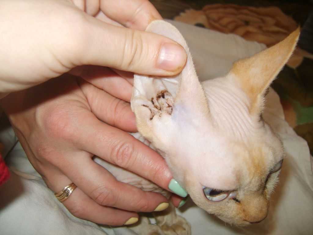 Чем опасен ушной клещ у кошки и как его правильно лечить, видео