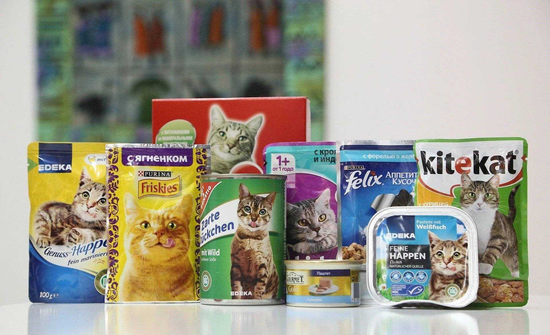 Корм для кошки: как выбрать качественный