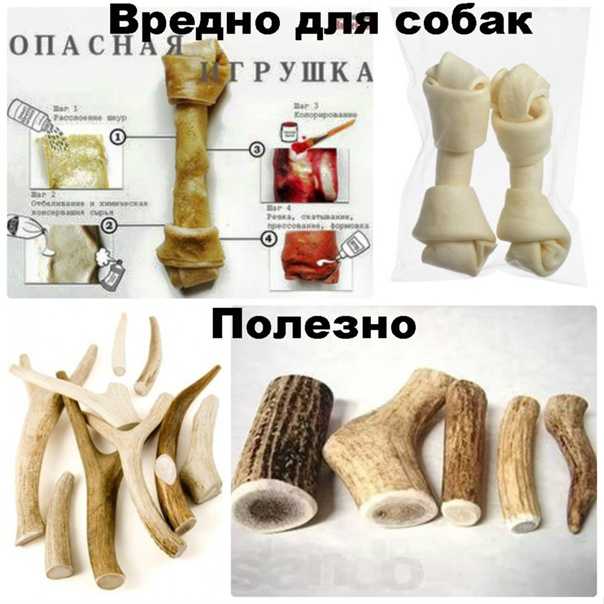 Какие косточки разрешено давать взрослой собаке: с какого возраста дают щенку