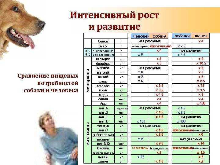 Сколько в среднем живут кошки в домашних условиях