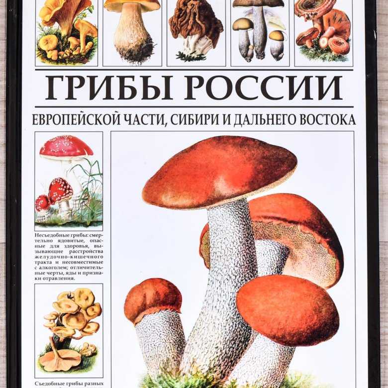 Грибы-сапрофиты: примеры, их питание
