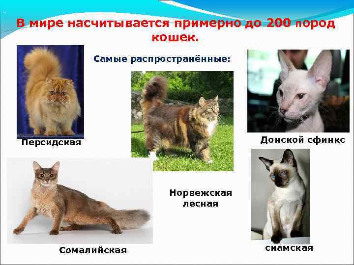 Кошка кинкалоу: описание внешности и характера, уход за питомцем и его содержание, выбор котёнка, отзывы владельцев, фото кота