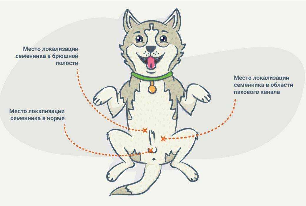 Кастрация шпица: отзывы, плюсы и минусы. в каком возрасте стоит оперировать померанского или немецкого щенка, можно ли при алопеции, и что нужно делать после?