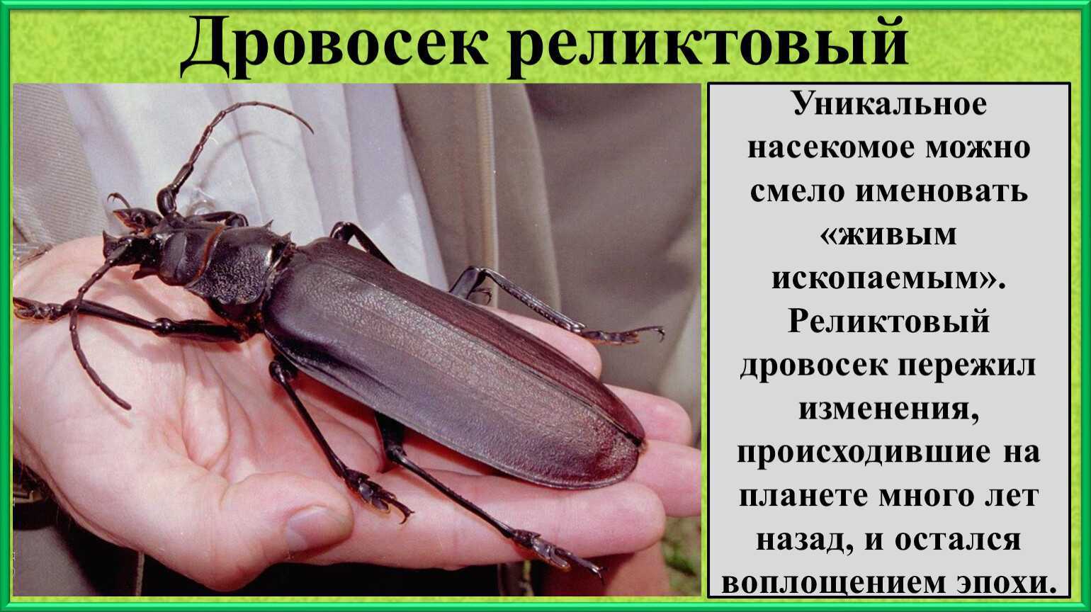 Жук дровосек титан