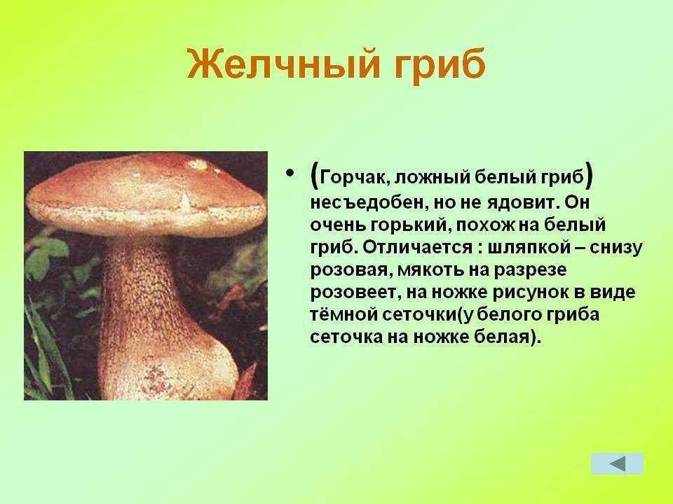 Желчный гриб: ядовитый или нет, как отличить от белого