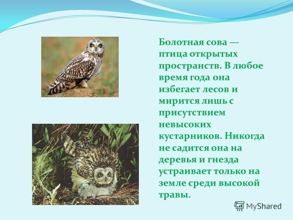 Болотная сова птица. образ жизни и среда обитания болотной совы