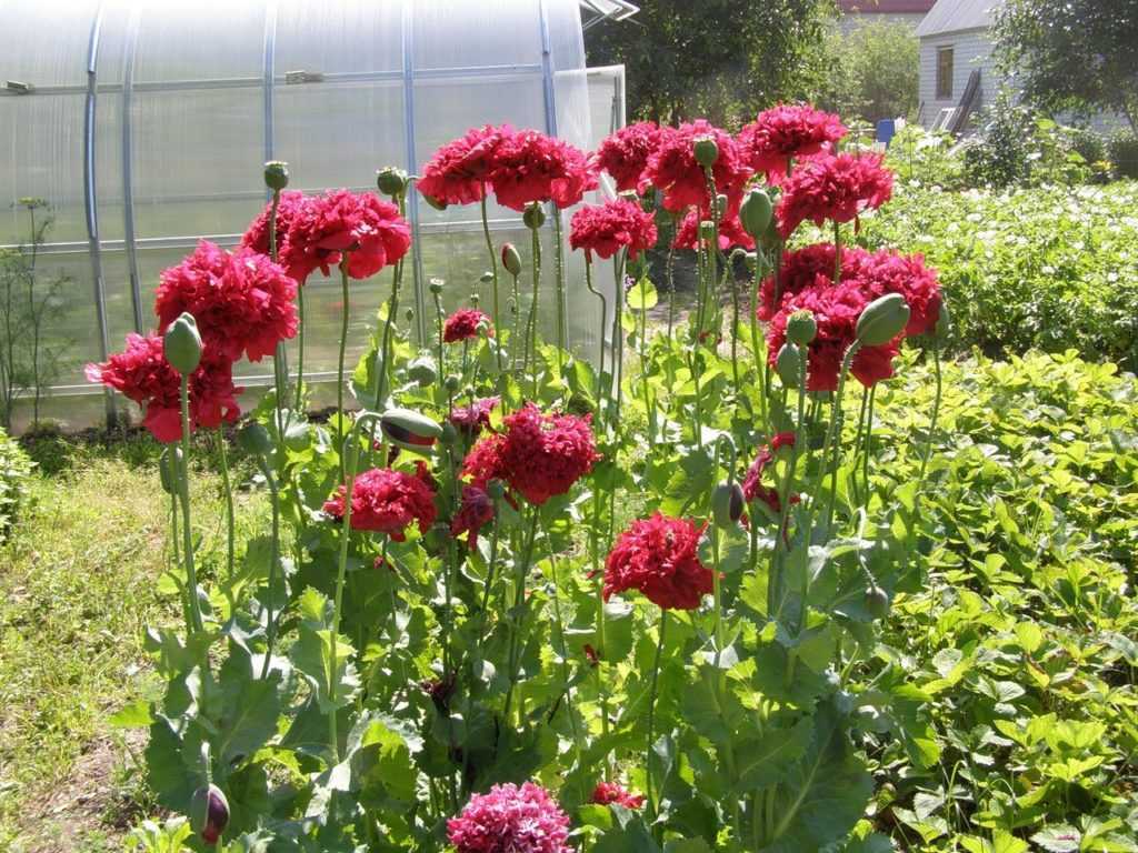 Маковые - семейство papaveraceae - описание таксона - плантариум