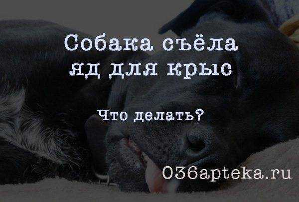 Что делать если собака съела отраву для мышей?