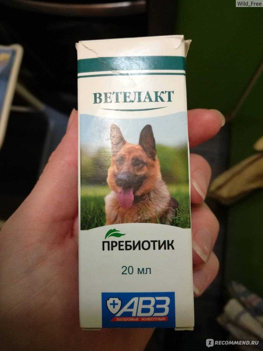 Запор у кошки: что делать, причины и лечение - zoosecrets
