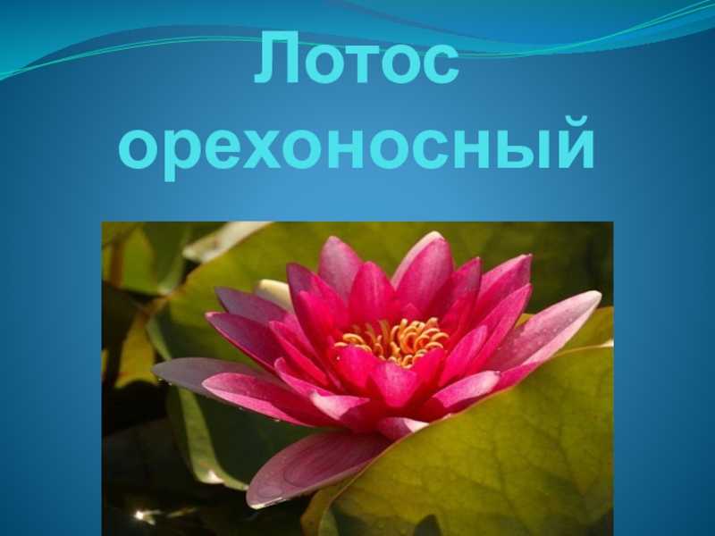 Лотос