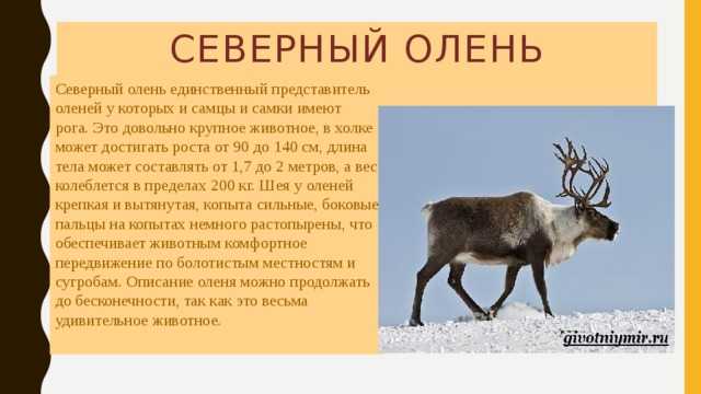 Северный олень | virtual laboratory wiki | fandom