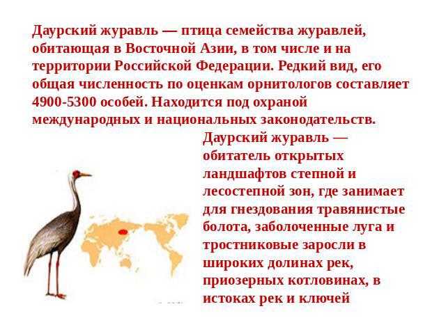 Черный журавль (фото): как выглядит, где обитает, чем питается и интересные факты