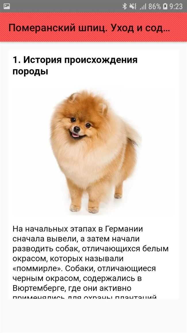 Характер померанского шпица и уход за ним